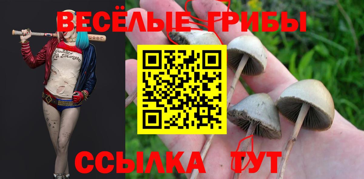 Галлюциногенные грибы Psilocybe  закладка  Прохладный  Вход с VPN 